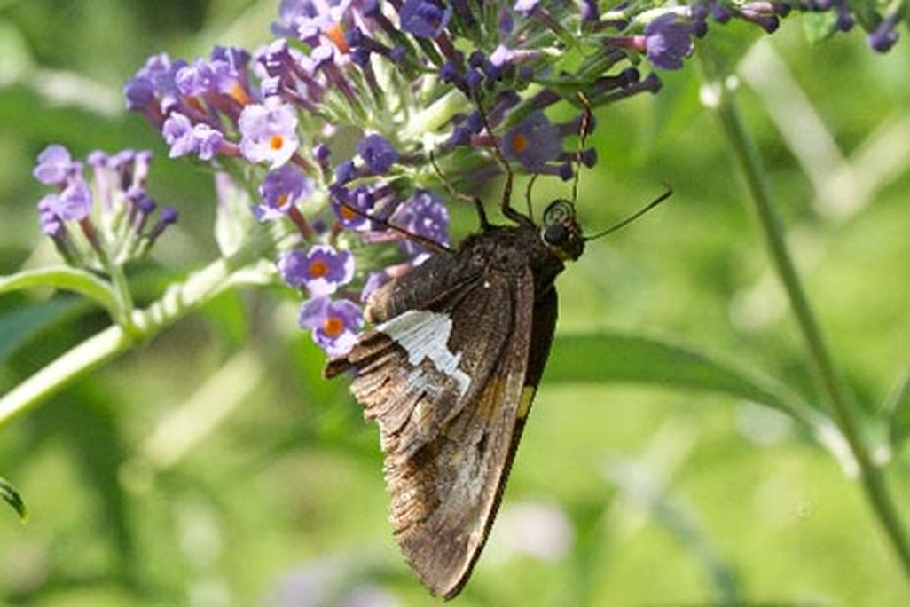 Silver spotted skipper butterfly