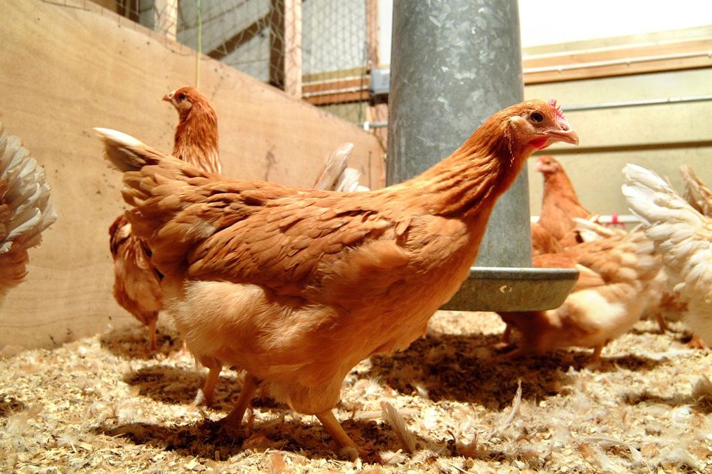 Medical Chicken