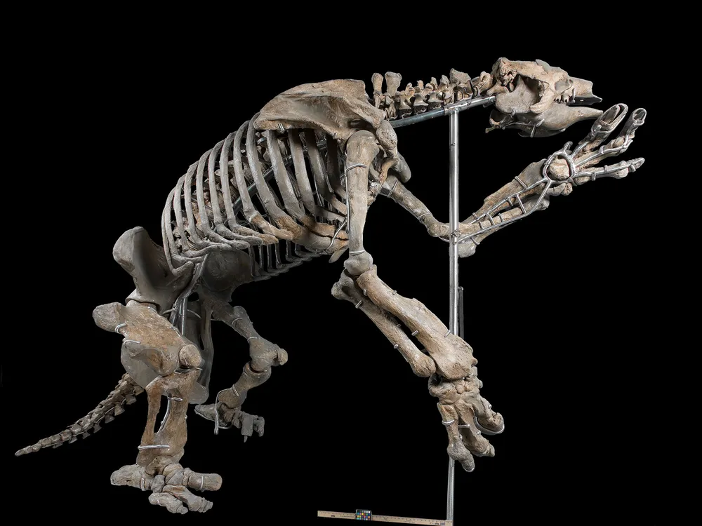 giant sloth skeleton