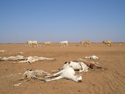 As climate change makes wet places wetter and dry areas drier, the frequency of drought is expected in increase in certain locations. Droughts, such as this one in Kenya in 2006, can increase food insecurity, especially among the poor.