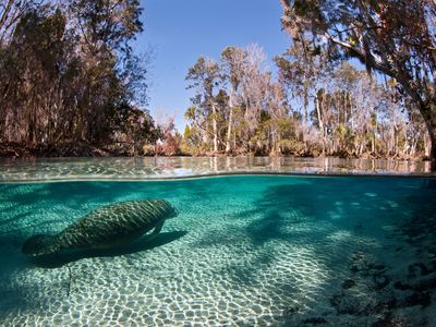A Florida manatee winters in the warm waters of Crystal River.