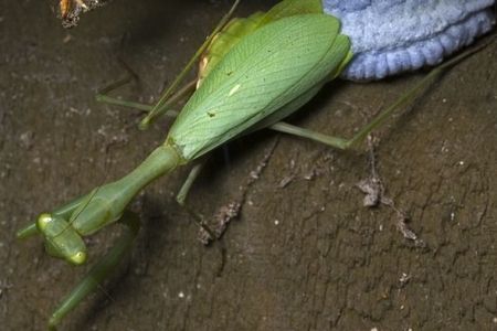 Bodies of would-be native mates may have nourished this invasive female M. caffra, here pictured laying eggs.