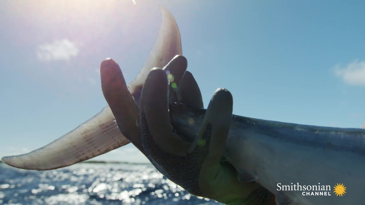 Preview thumbnail for This Is How Hard It Is to Catch a 40-lb. Dogtooth With a Reel