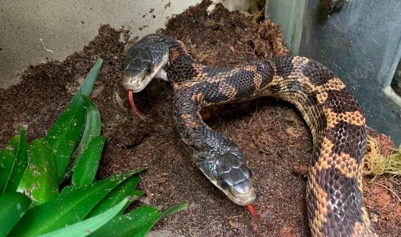 Two-headed snake in zoo enclosure