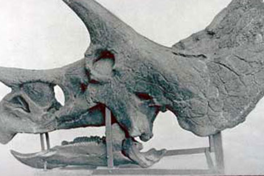 20110610094006triceratops-skull.jpg