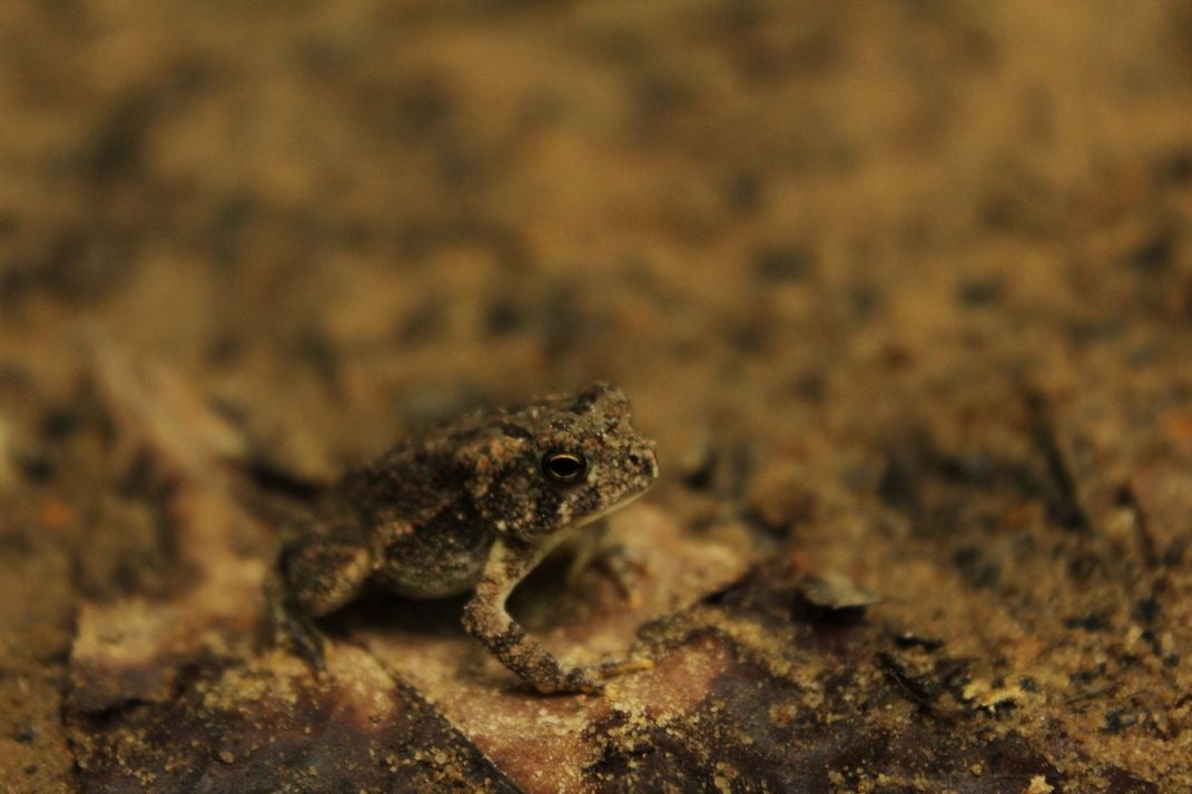 Toad | Smithsonian Photo Contest | Smithsonian Magazine