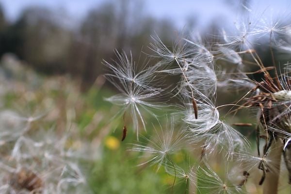 Dandelion seeds releasing from the plant thumbnail