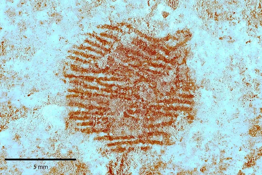Close-up shot of red fingerprint