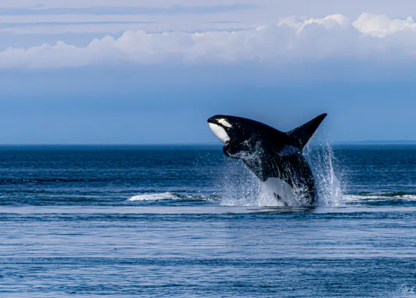 San Juan Show Off thumbnail