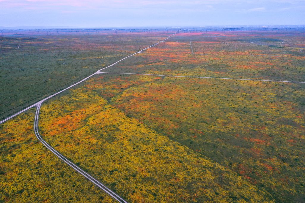 Wildflower aerial shot