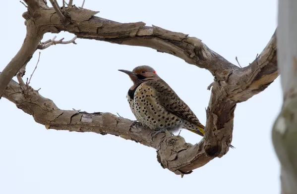 Northern flicker in winter thumbnail