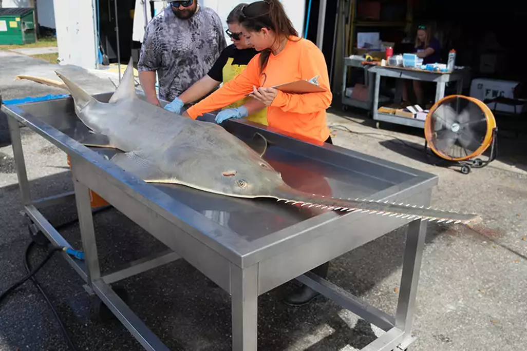 Large fish on a table with people standing above