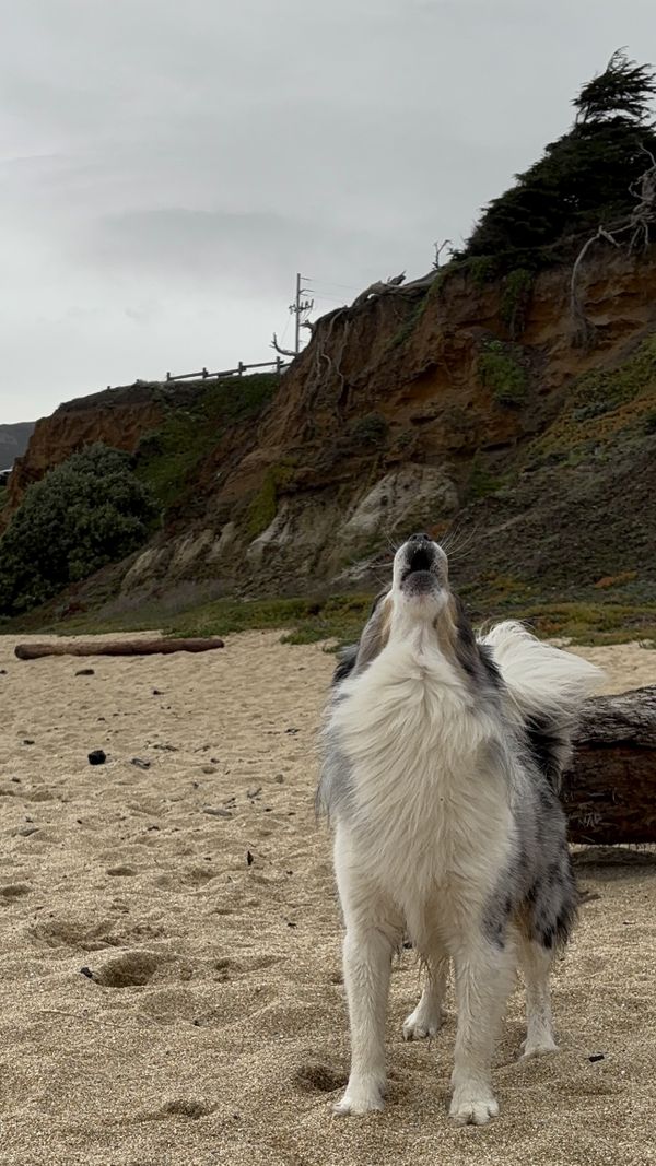 Howling at the Moon thumbnail