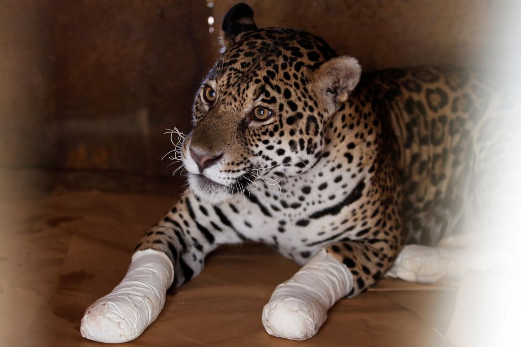 Wounded leopard after treatment at an animal protection center in Goias State of Brazil