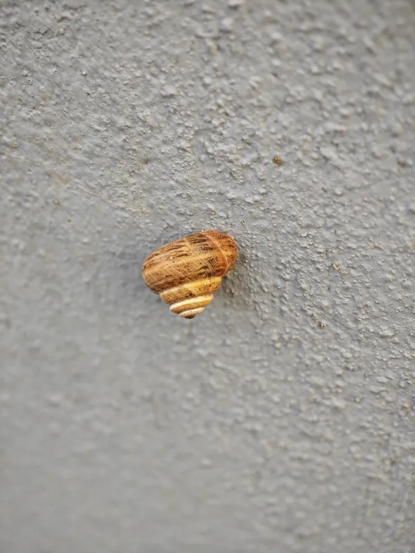 A Snail on a Textured Wall thumbnail