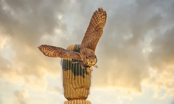 Great Horned Owl In Flight, Scottsdale, Arizona thumbnail