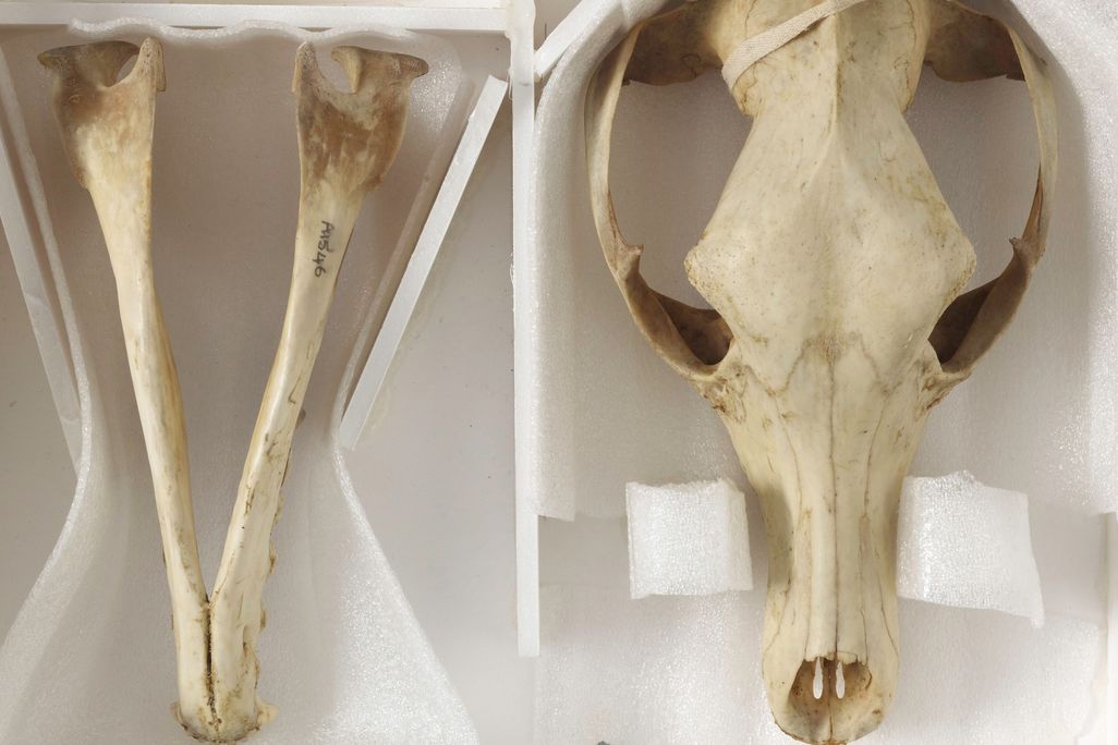 Thylacine skull
