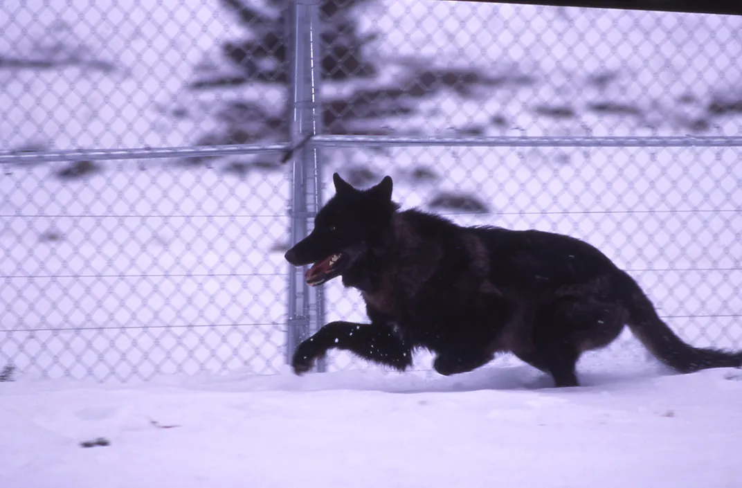 a black wolf runs to the left in front of a chain-link fence