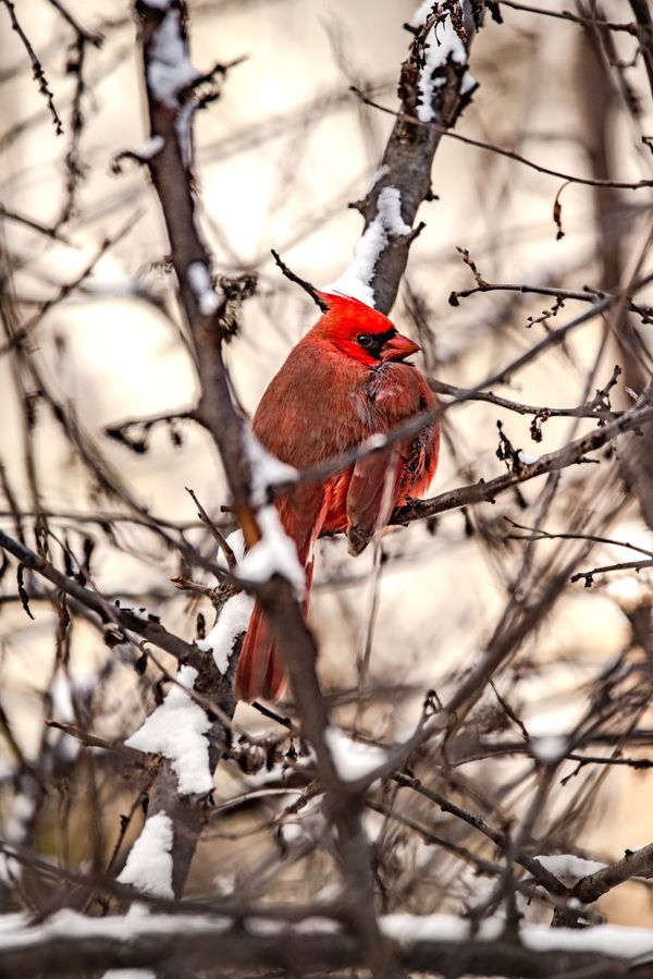 A Northern Cardinal flashes a smile from afar thumbnail