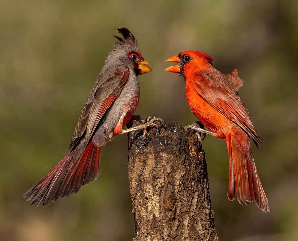 Pyrrhuloxia and Northern Cardinal face off on top of tree stump.