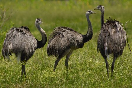 Greater Rhea trio