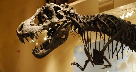 Visitors walk in the shadow of a reconstructed Tyrannosaurus at the Smithsonian's National Museum of Natural History.