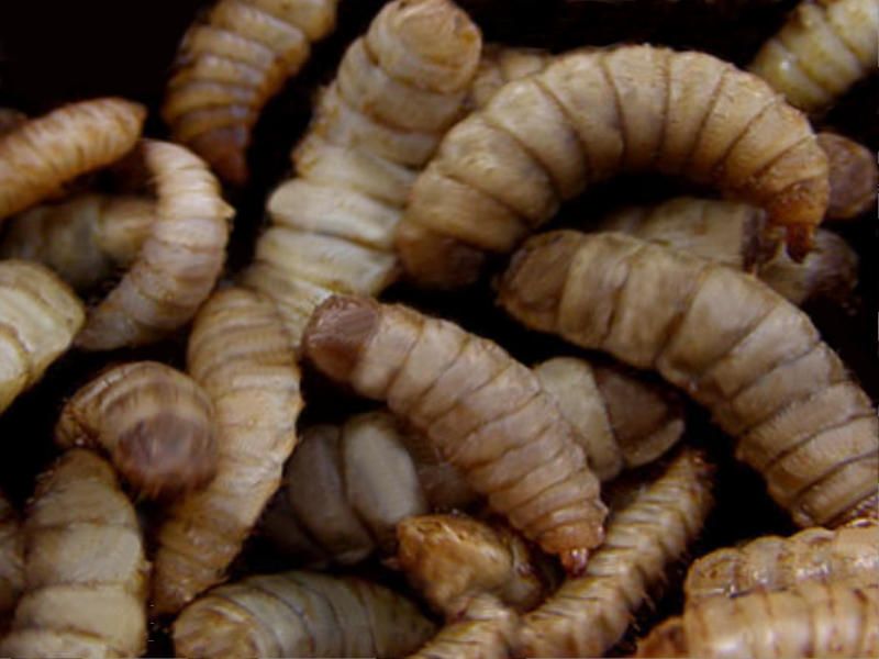 Got Food Waste? Get Some Maggots, Smart News