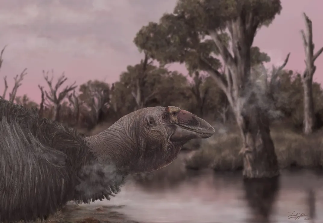 an illustration of the head and neck of a large, flightless bird with a rounded beak and hard area on its head in front of the eyes. Freshwater is in the background and trees line the pink cloudy sky