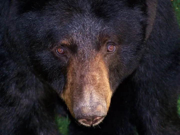 Male black bear resting in our Pocono Mountains yard | Smithsonian ...