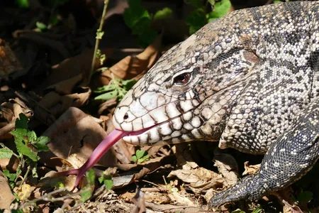 Argentine black and white tegus (Salvator merianae) were brought to the United States in the 1990s by exotic pet traders. They&#39;ve since proliferated in the wild and been deemed an invasive species.
