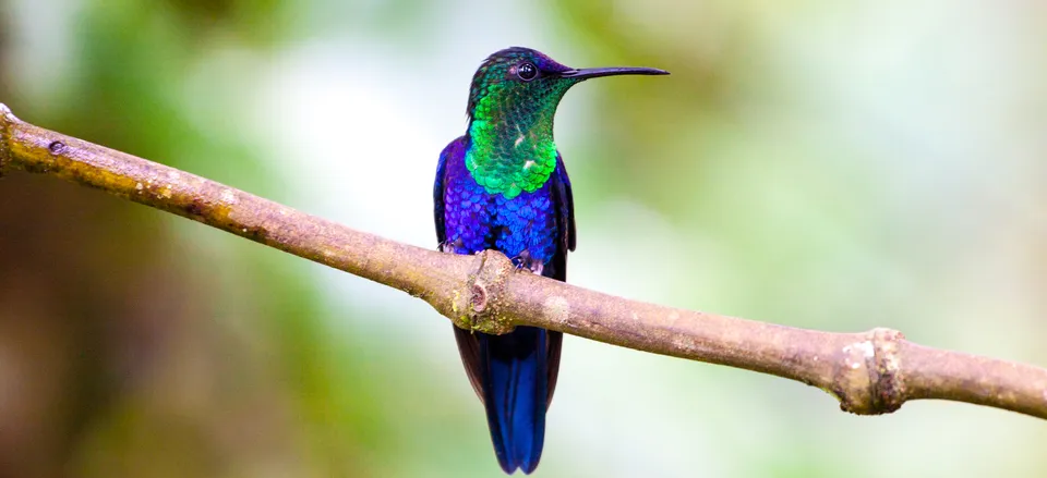  Costa Rica hummingbird 