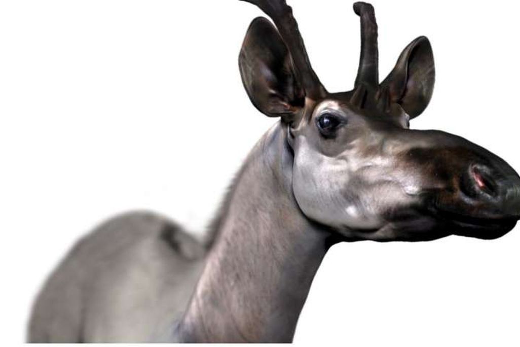 Decennatherium rex