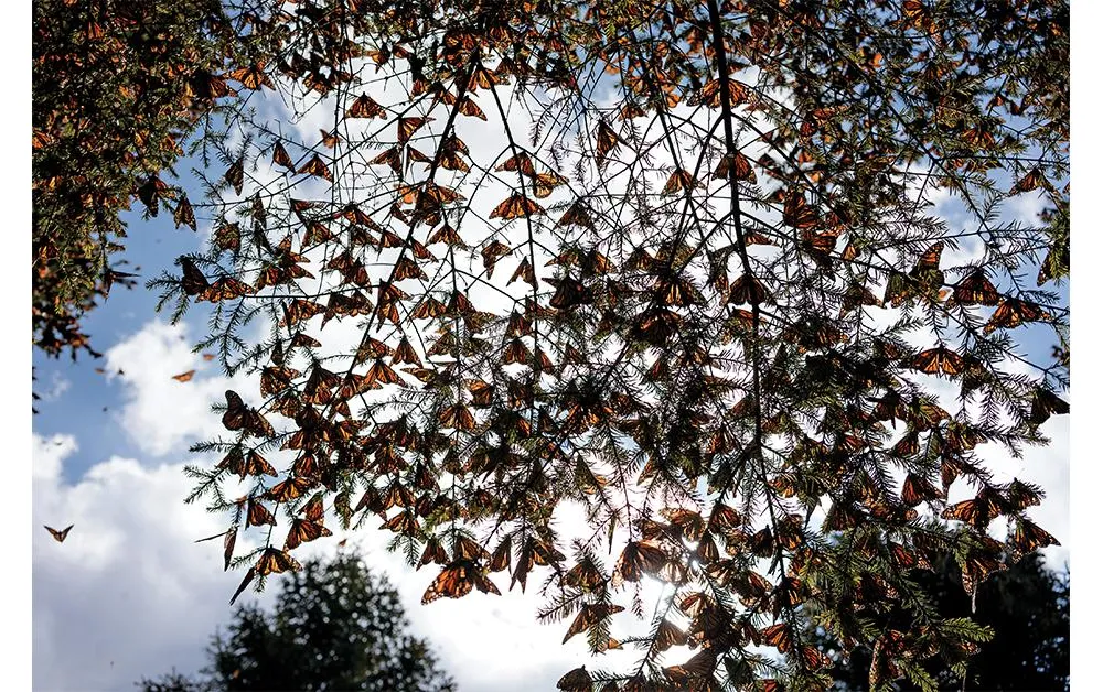 monarchs