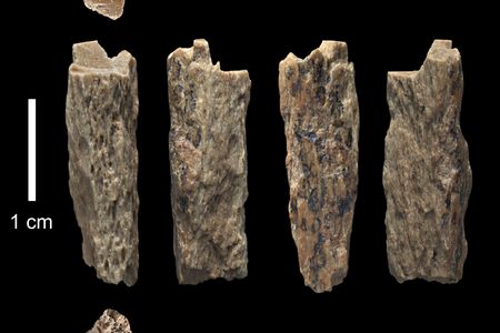 The tiny arm or leg fragment belonged to Denisova 11, a 13-year-old hybrid hominin