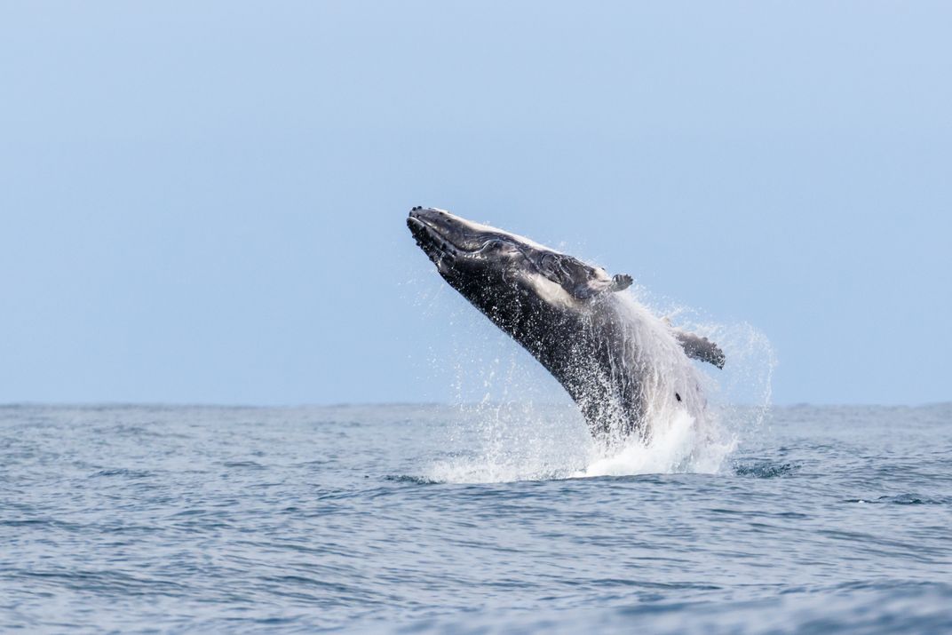 Humpback whale breaching near Noosa