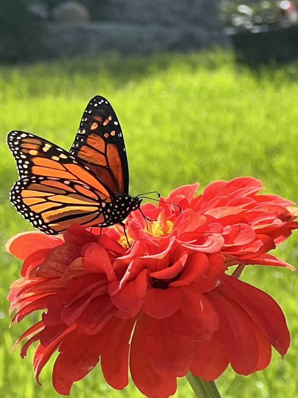 A monarch butterfly on a flower. thumbnail