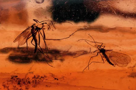 The first insect found trapped in ancient amber wasn’t a mosquito, but an overstuffed weevil.