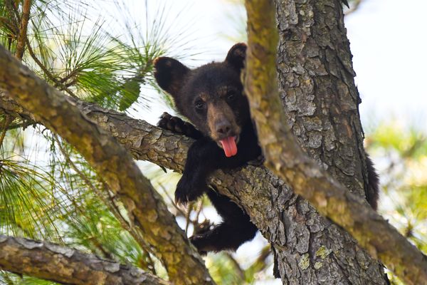 Bear Cub Lounges in Tree thumbnail