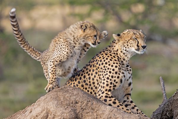 Cheetah Cub Plays with Mom thumbnail