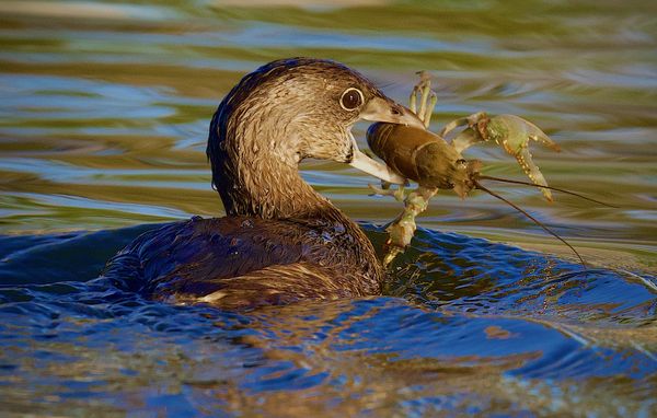 A Pied Billed Grebe with a HUGE Crayfish Breakfast thumbnail