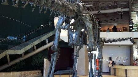 The backside of Diplodocus, photographed at the Utah Field House of Natural History