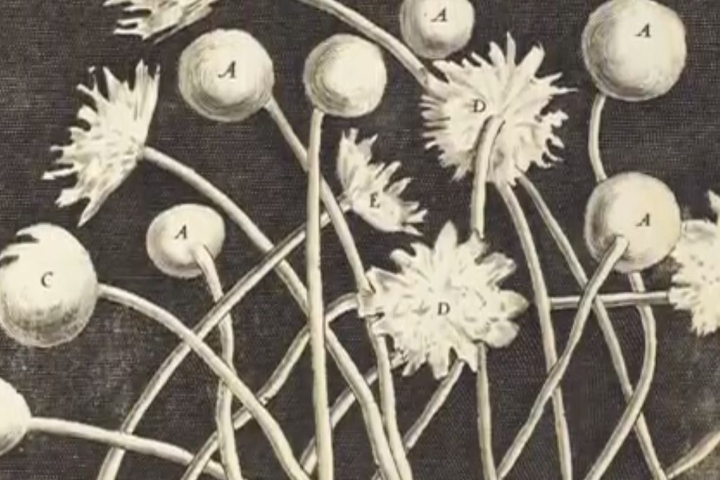 2013102209502410_22_2013_scientific-illustration.jpg