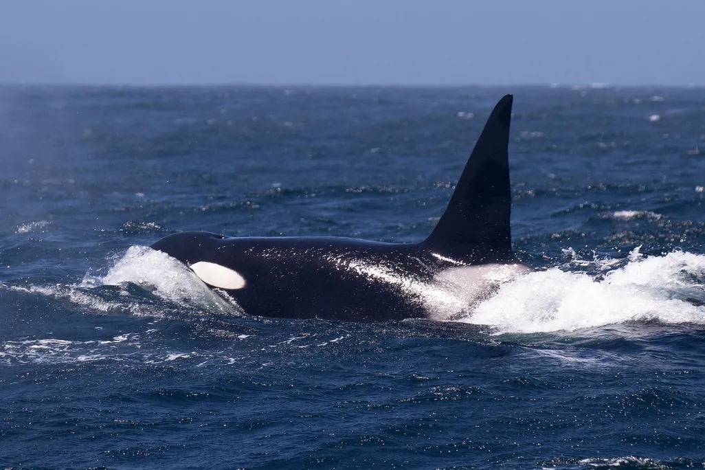 adult male transient or Bigg's killer whale