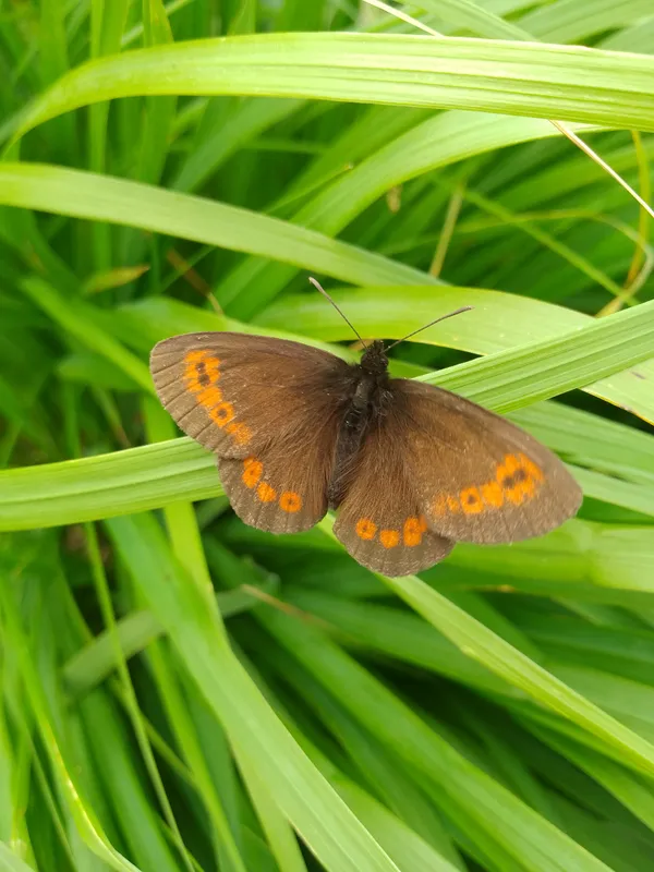 A brown jewelry in the green grass thumbnail