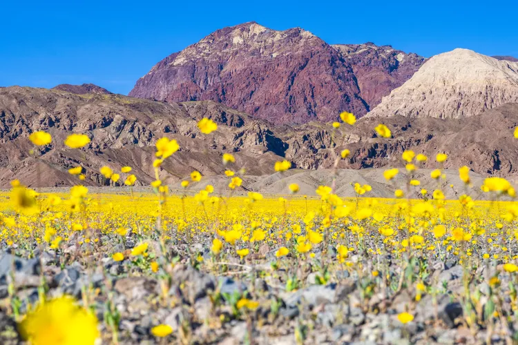 When photographer Elliot McGucken heard about a possible superbloom in Death Valley this spring, he drove around 1,000 miles from Montana to California.