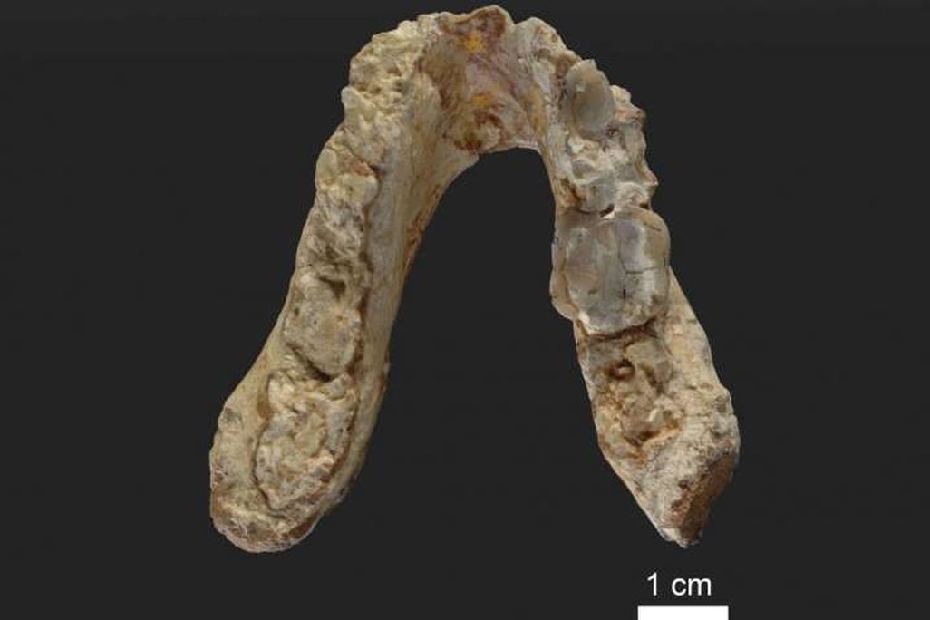 El Graeco Jaw