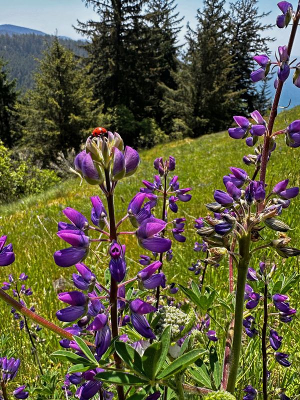 Ladybug on Lupine thumbnail