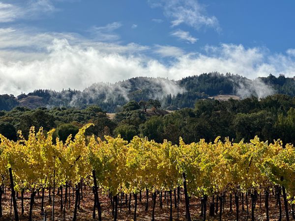 Fall sunlight illuminates grape vines in the Anderson Valley, Calilfornia. thumbnail