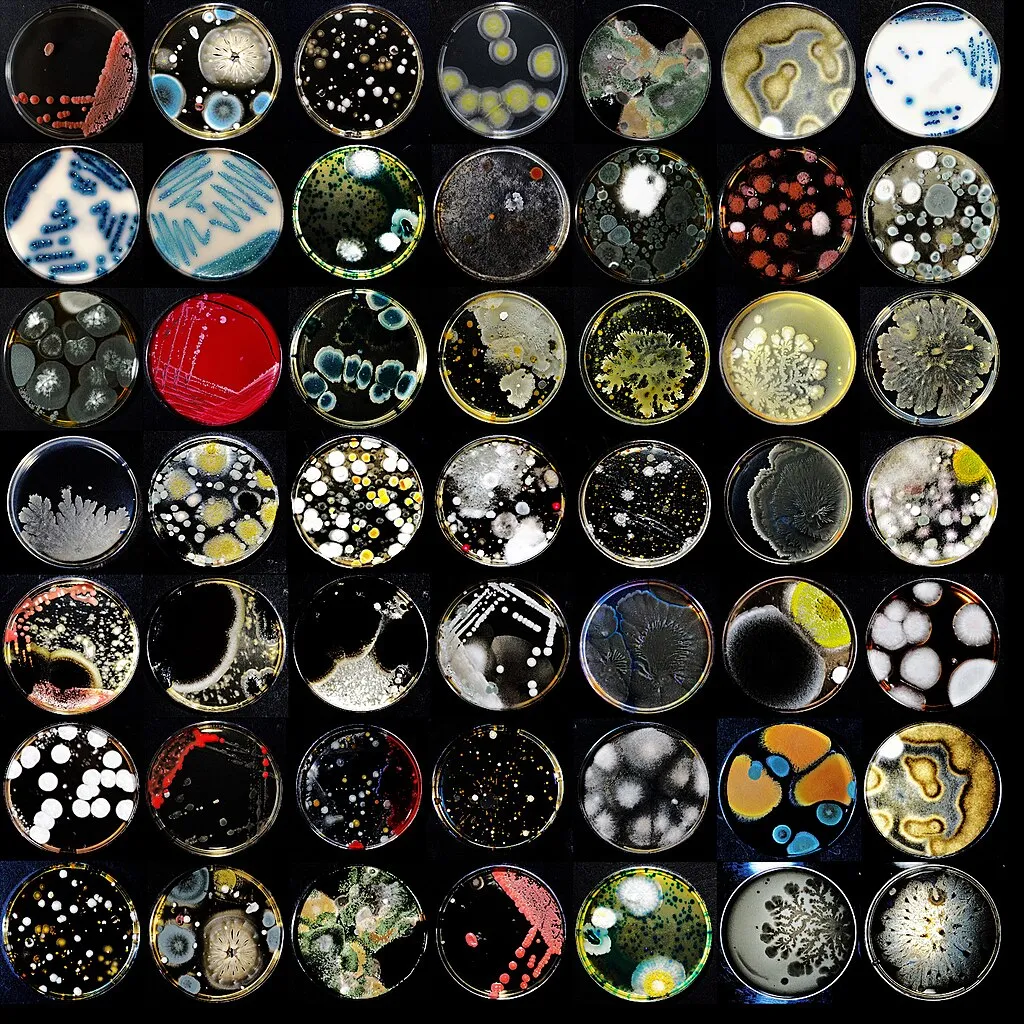 Petri dish cultures created by plating microbes on agar