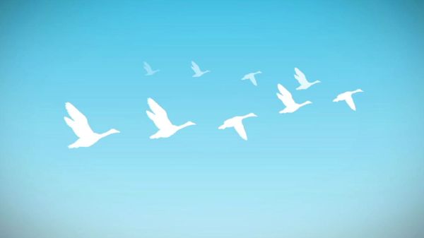 Preview thumbnail for Ask Smithsonian: Why Do Geese Fly in a V?